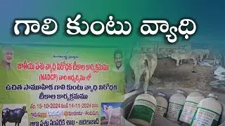 పశువులకు సోకే ప్రధాన వ్యాధులు | గాలికుంటు వ్యాధి |Prevention of Galikuntu disease |Adilabad District