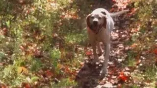 Tennessee Wilderness | Pew & This American Land