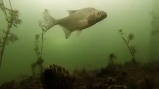 Relaxing winter fish behavior 2016-01-18,  3m under ice. Lampedziai.