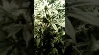 Berry White