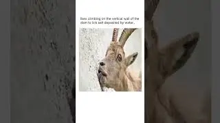 Ibex Climbs Vertical Dam Wall for Salt Lick Feast!
