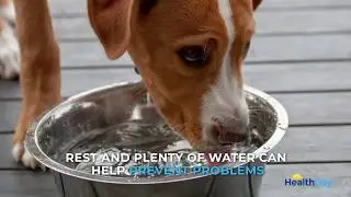 Are Some Dog Breeds at Higher Risk of Heat Stroke?