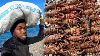 Spiny Lobsters are Taking Over Jamaica🇯🇲 | Big Catch Today in Dirty Waters | Must Watch