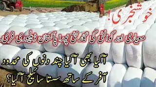 Cheap Sailage in Pakistan|Corn Sailage Best Quality Sailage|Sailage in Punjab