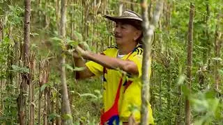 Cómo se cultiva la habichuela - La Finca de Hoy