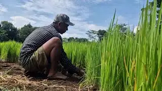 TRADITIONAL FARMING AT ITS BEST: SUPER FAST RICE SEEDLING HARVEST BY HAND - Agriculture Farming