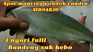 Mancing Bandeng babon 4 nyari fulll || spot mancing pondok candra sidoarjo.