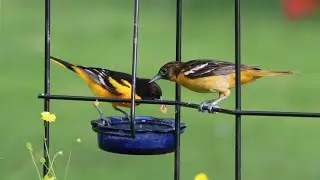 Baby Bird Time!
