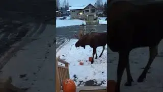 Huge Bull Moose Eating Halloween Pumpkins