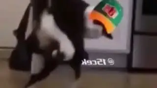 John gato cena 🐱
