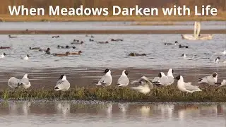 Midges and Birds: Nature&rsquo;s Early Spring Banquet