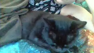 Cat vs Music Experiment