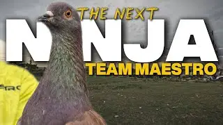 INI YANG DI TUNGGU‼️ PIYIK MERPATIKU PENGGANTI NINJA TEAM MAESTRO