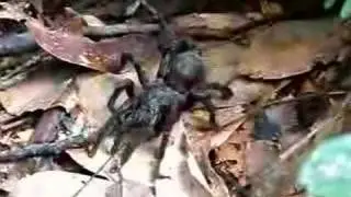 Giant Spider in the Peruvian Amazon