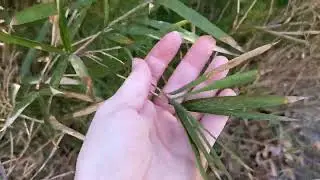 Jtp native bamboo January 2025