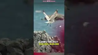 Terbang Bebas Bersama Burung-Burung 🕊️✨🌳 #shorts #keindahanalam #natureshorts #relaxingnature