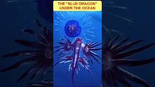 WHAT Happens When You Touch a Blue Sea Dragon?❓#shortvideo #ytshorts #viralshorts #bluedragon