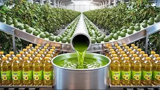 How Avocado Oil Is Made 🥑 | Inside the Factory Turning Fresh Avocados into Pure Oil