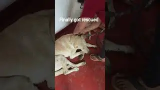 Old and sick Labrador got rescued | #specialneedsdogs | Animal rescue and rehabilitation