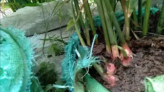 Cách trồng gừng nở đầy bao