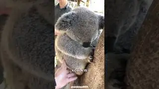 Коала 🐨 Самое сонное животное на Земле!