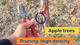 High Density Apple Trees ko Pruning kaise Kara 🤔|| ist, 2nd, 3rd year Plants Pruning🤣|| Important vi