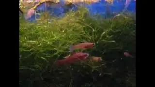 Pirate Perch feeding fail