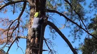 Cutting down tree limbs part #2 | Opening the pasture for the does