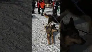 Собаки тягнуть з такою силою 😲 #sledrace #extreme #dogs