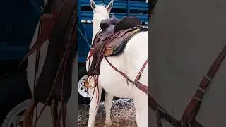 #how to put on britchen on a mule