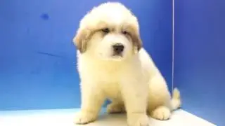 愛知県　ペットショップ　ワンラブ76112