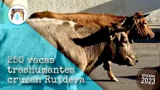 Trashumancia de vacas atravesando Ruidera