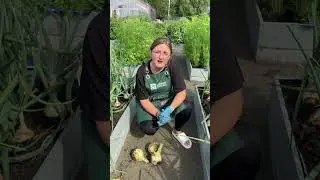 Важное о луке Эксибишн #семена #сад #семенаалтая