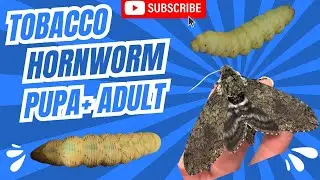 Tobacco Hornworm (Manduca Sexta) pre-pupa, pupa and adult!