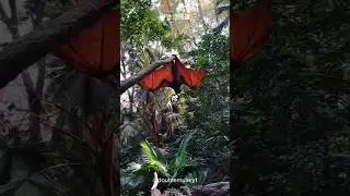 Meet the Flying Fox: The World's Largest Bat! 🦇✨