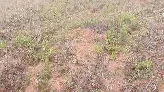 1, acres,6, Gunte total price 32, lakh negotiable Mysore to gundlupet call 👉 9902559962