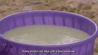 Traitement phytosanitaire naturel à base de feuilles de neem