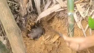 accidentally trapped, caught a bamboo rat in a hole in the middle of a bamboo tree,l&yacute; thanh Duy 