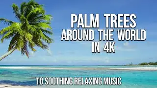 Travel the World of Palm Trees in 4K Drone to Relaxing Music