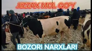 JIZZAX MOL QO'Y BOZORI NARXLARI 2024 ЖИЗЗАХ ЧОРВА БОЗОРИ 2024 #chorva #chorvabozori #chirvahouse