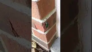 Fiery Searcher Beetle  on the prowl.   Normal & slowed down motion. Tennessee  USA 🎶