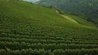 VIGNETI BOSSOLASCO - CONTRATTO