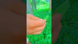 Leaf sound effects🤪