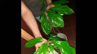 anthurium clavigerum | ...