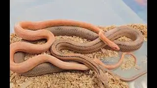 Salmon (Red Factor) Snow x Salmon (Red Factor) Ghost Stripe Corn Snakes
