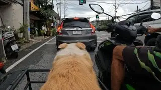 Sidecar Adventures in Phuket | Collie, Tourists & New Eyes!