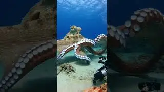Encounter with a Deep Sea Titan! 🐙💨 #shorts