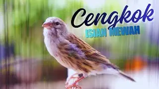 MATERI LOMBA ISIAN MEWAH ! MASTERAN KENARI ISIAN BLACKTHROAT GACOR DURASI PANJANG CENGKOK MEWAH
