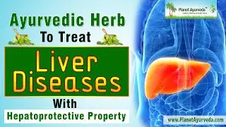 Ayurvedic herb to treat liver diseases with hepatoprotective property