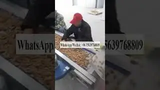 Commercial sunflower seeds nut roast machine production line gas heating peanut roasting machine